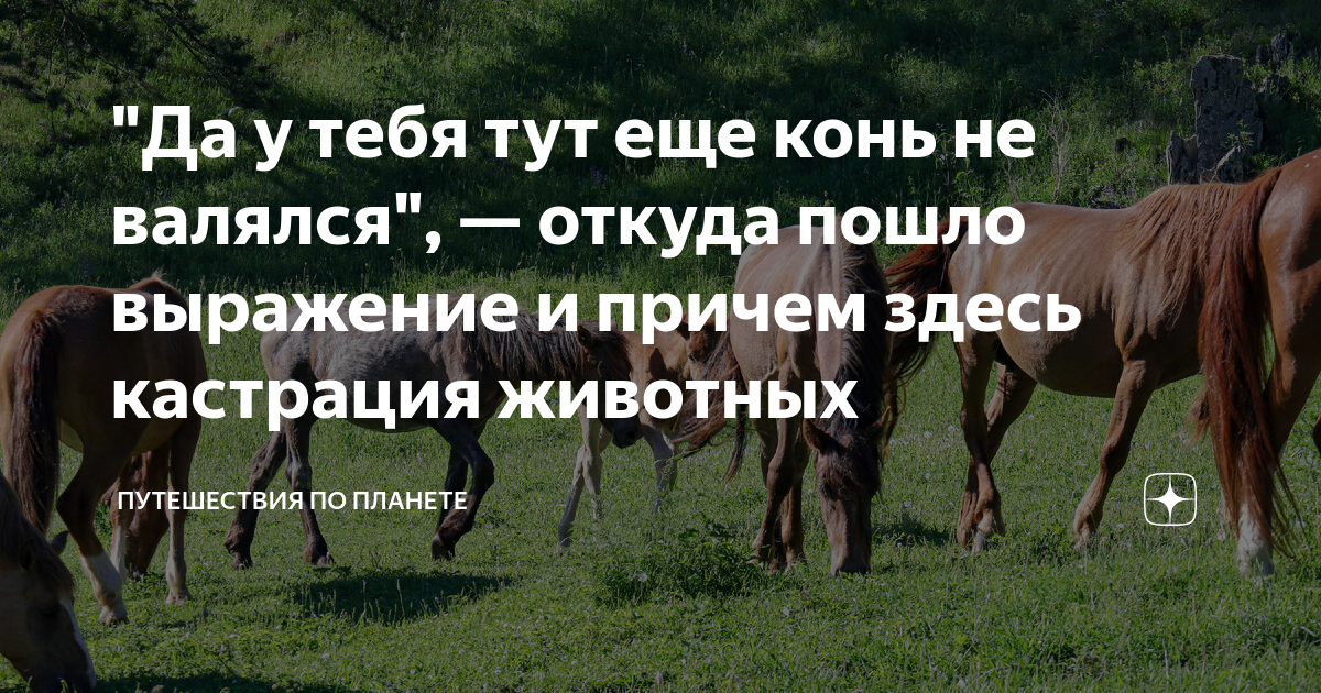 Конь не валялся откуда. Конь не валялся. Конь не валялся значение и происхождение. Фразеологизм конь не валялся. Конь не валялся картинки.