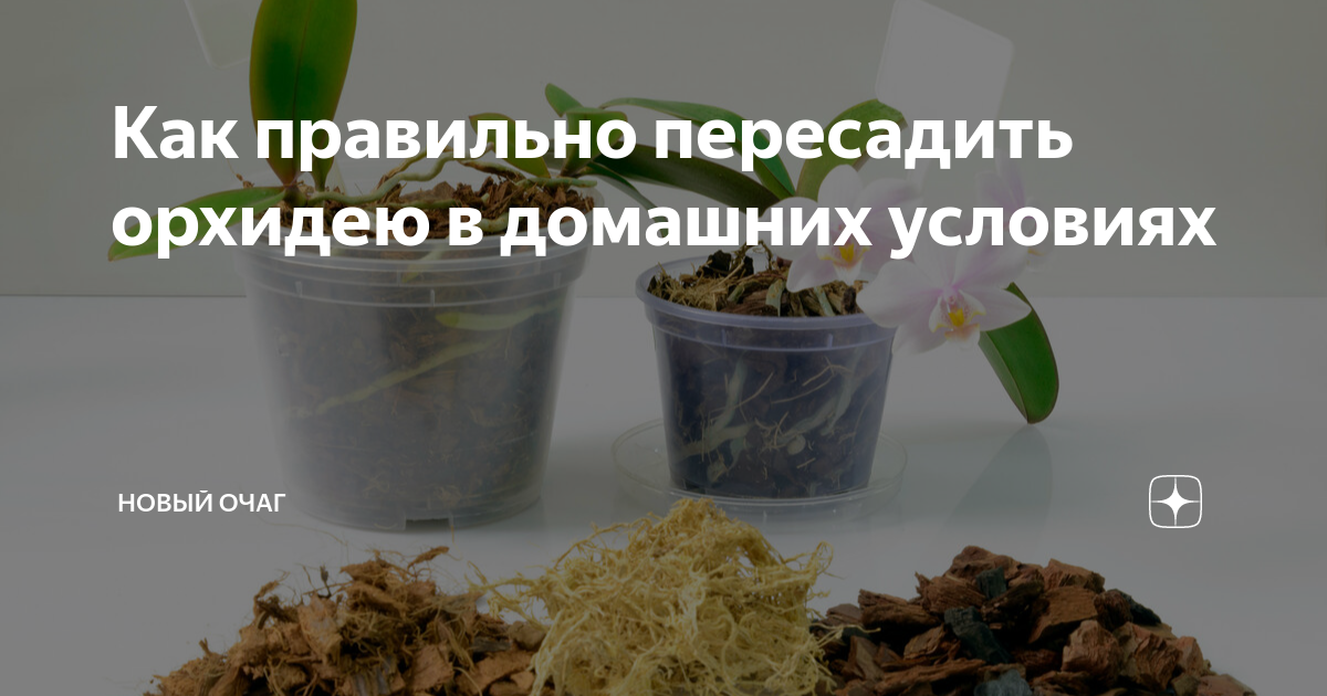 Как правильно пересадить орхидею в домашних условиях | Новый очаг | Дзен