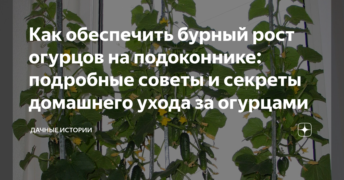 Надо ли обрезать усы у огурцов на подоконнике