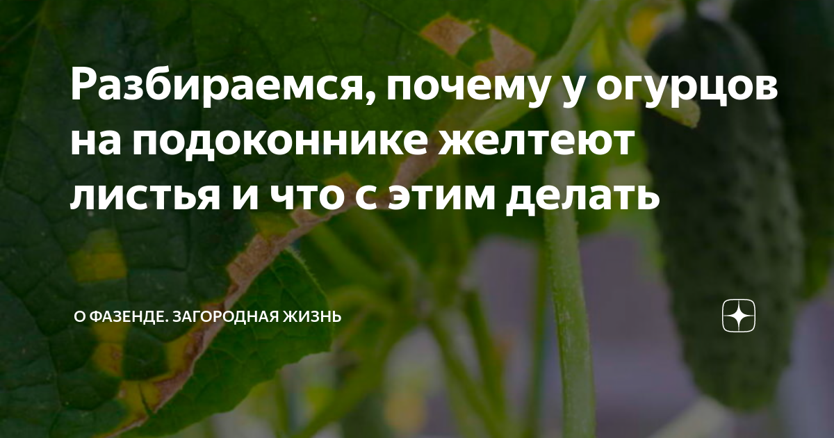 Рассада огурцов на подоконнике желтеют листья. Подкормить огурцы. Подкормить огурцы дрожжами. Подкормка огурцов дрожжами в теплице. Подкормка огурцов в теплице для завязи.