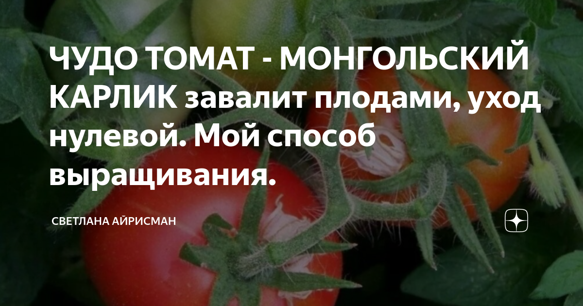ЧУДО ТОМАТ - МОНГОЛЬСКИЙ КАРЛИК завалит плодами, уход нулевой. Мой ...