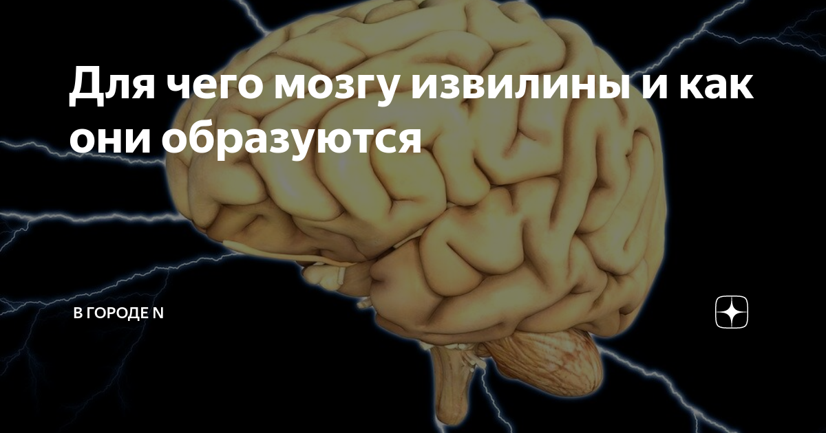 Мозговые извилины. Мозг с одной извилиной. Мозг умного человека извилины. Одна извилина и та прямая.