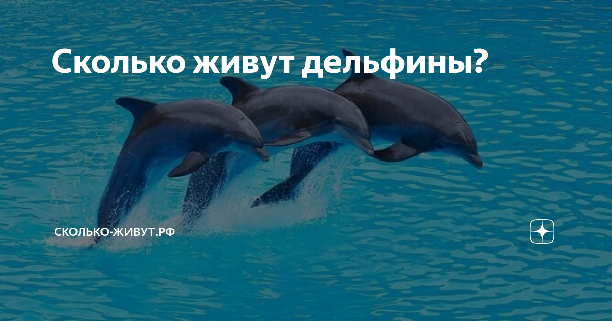 Дельфин живет лет. Дельфины срок жизни. Дельфин Возраст. Сколько лет живут дельфины. Сколько живут дельфины в неволе.