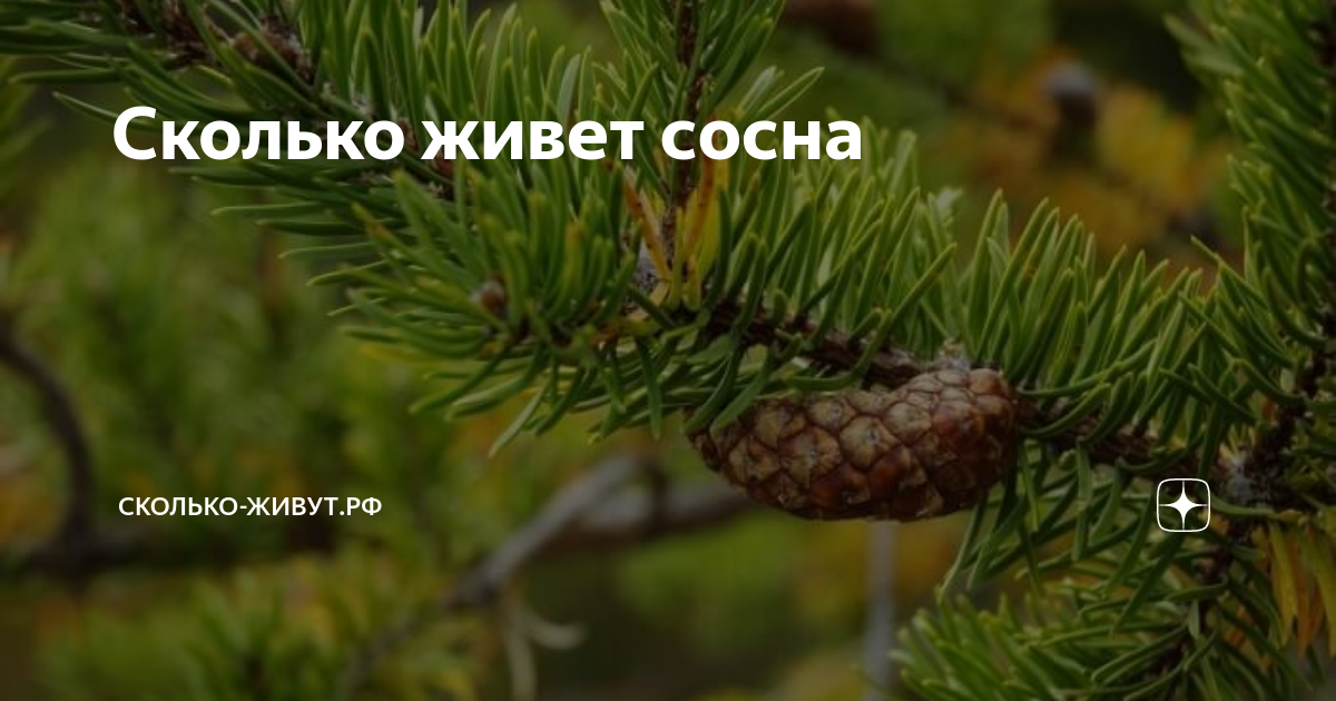 Сколько живет сосна