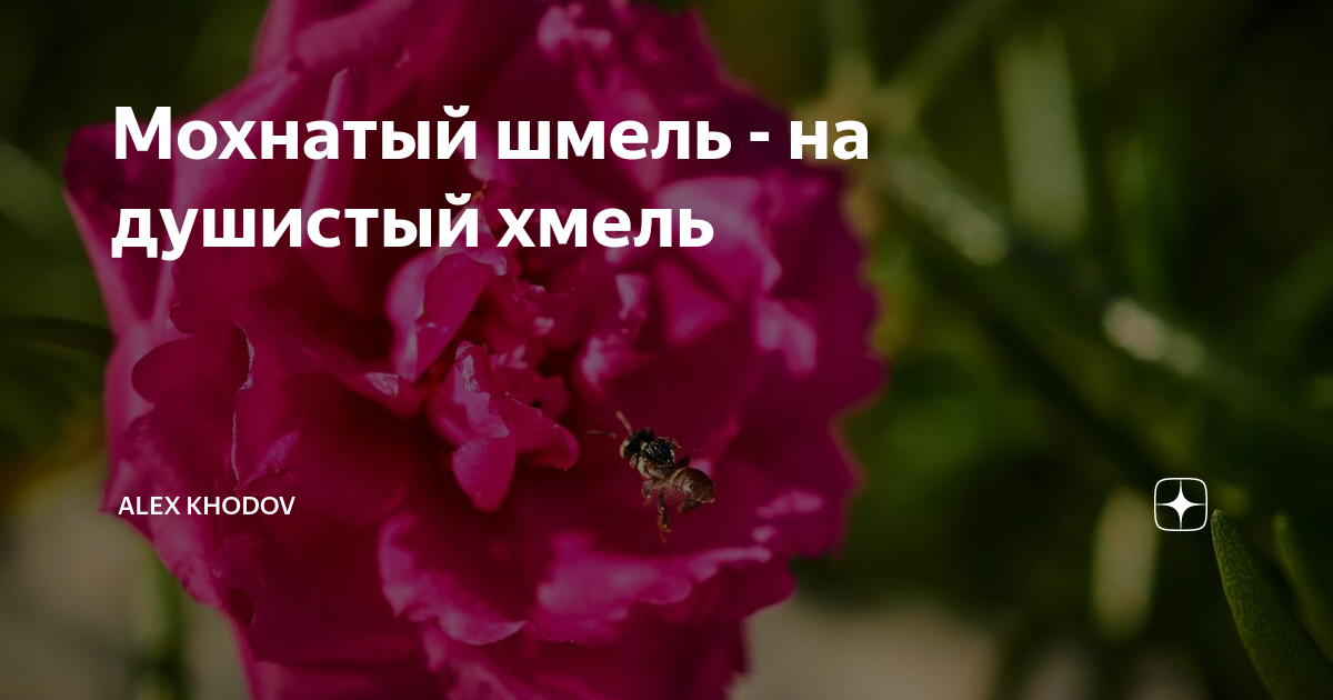 Мохнатый шмель на душистый хмель. Мохнатый Шмель на душистый Хмель Михалков. Мохнатый Шмель на душистый Хмель слова. Песня мохнатый Шмель на душистый Хмель. Лохматый Шмель на душистый.