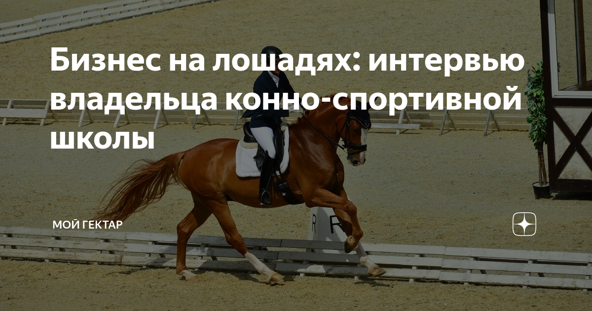 Очень элегантная - лошади - конный рынок - equestrian.ru