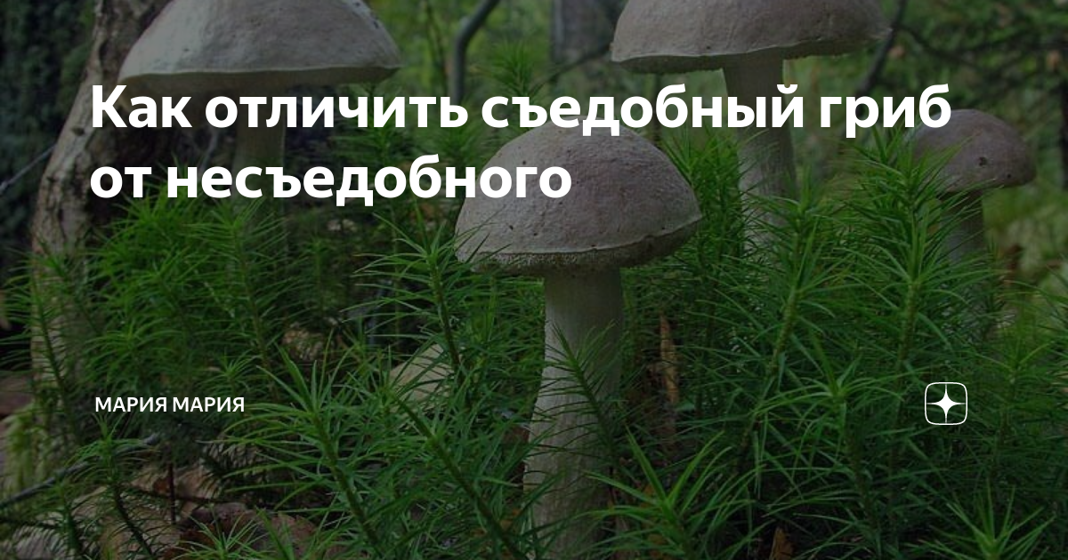 Как отличить съедобный гриб от несъедобного | Мария Мария | Дзен