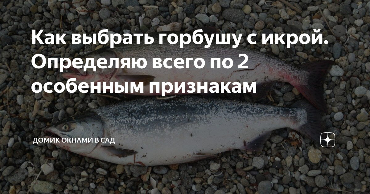 Как определить горбушу с икрой. Определить горбушу с икрой. Как выбрать горбушу с икрой по внешнему. Как выбрать горбушу с икрой по голове. Горбуша отличить самку от самца замороженную с икрой
