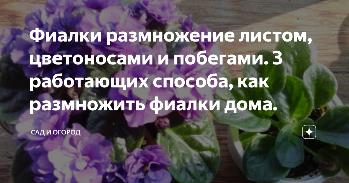 Выращивание фиалки в домашних условиях | Образовательная социальная сеть