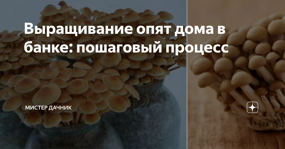 Опята домашние выращивание. Опята домашние выращивание