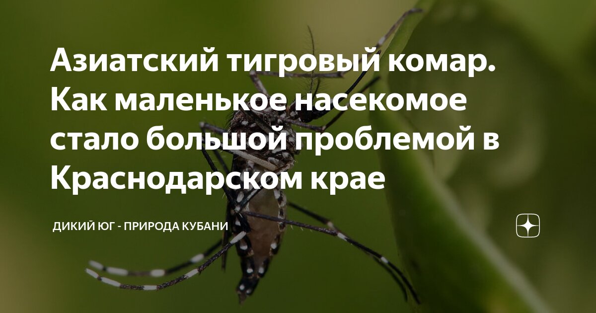 сколько живет тигровый комар