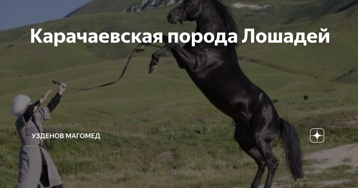 Карачаевская порода Лошадей