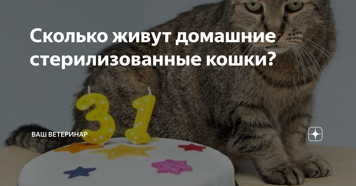 сколько в среднем живут стерилизованные кошки