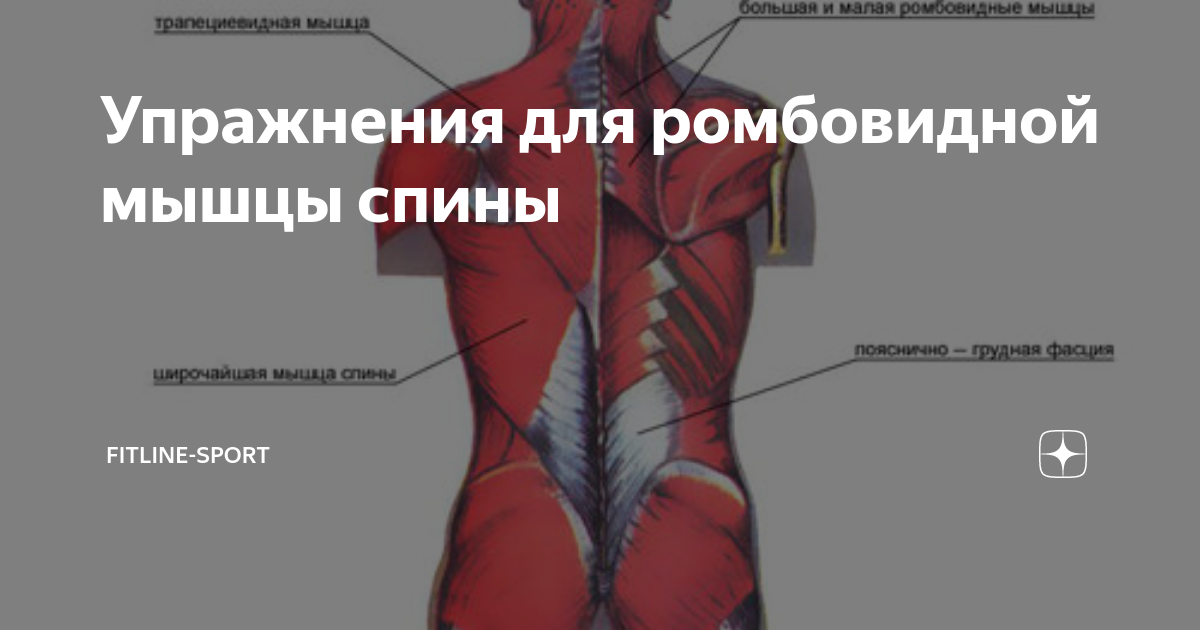Упражнения для ромбовидной мышцы спины | fitline-sport | Дзен