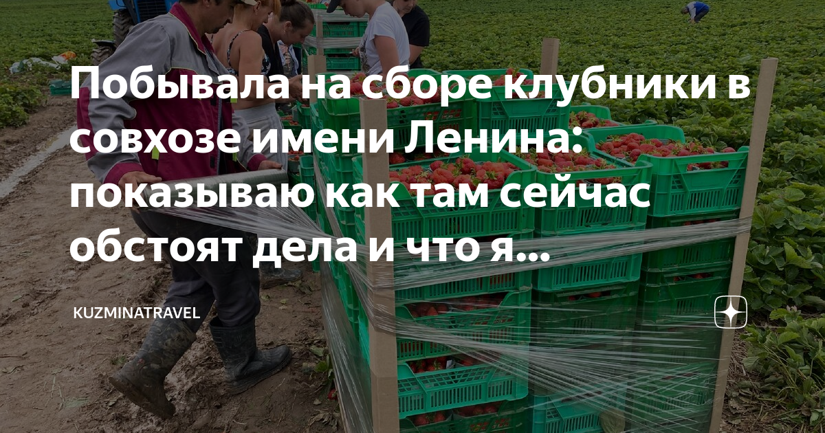 Совхоз имени ленина сбор клубники 2024 когда