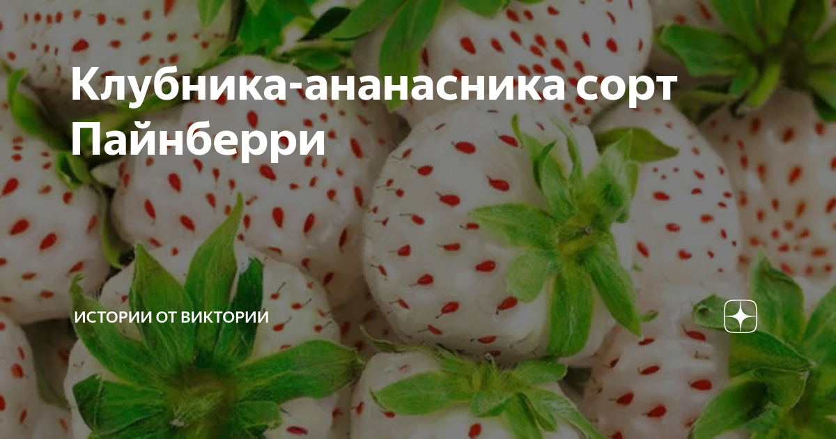 Pineberry перевод