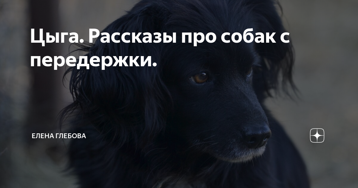 Цыга. Рассказы про собак с передержки. | Елена Глебова | Дзен