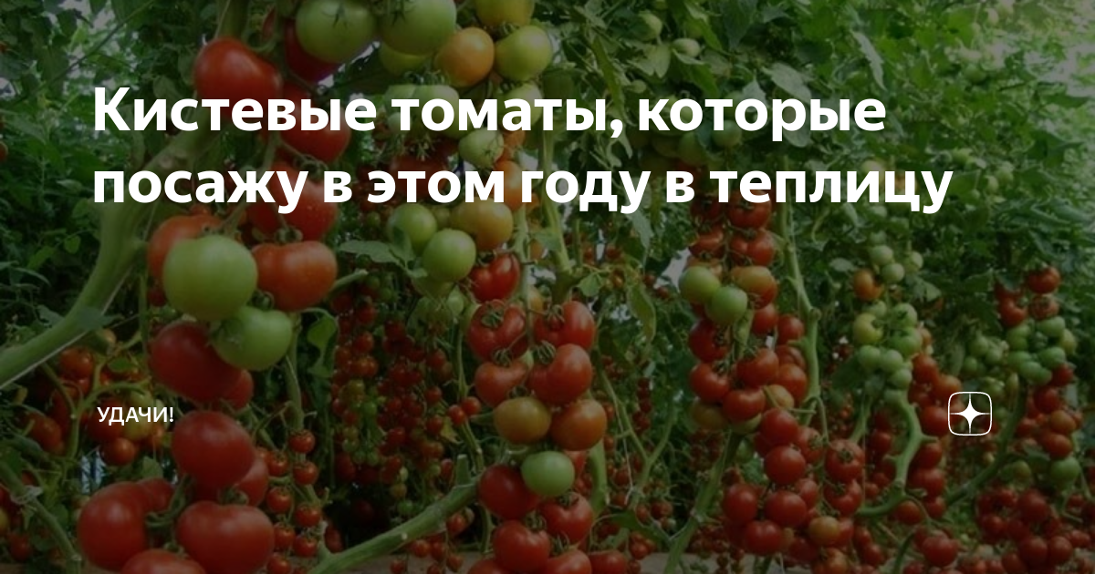 Кистевые томаты, которые посажу в этом году в теплицу | уДачи! | Дзен