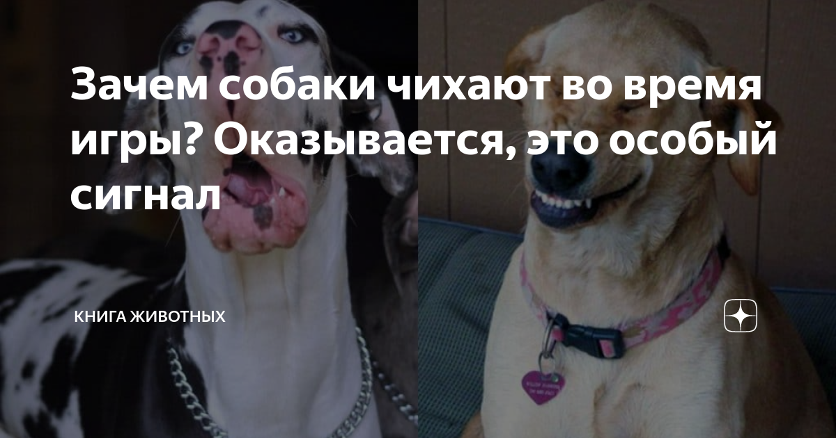 Синдром обратного чихания у собак. Почему собаки чихают во время игры.