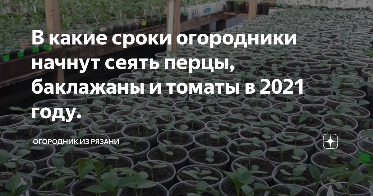 Огородник из рязани рассада томатов. Огородник из Рязани дзен. Огородник из Рязани посев томатов на рассаду. Огородница из Рязани дзен.