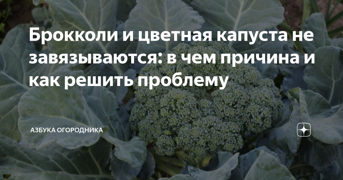 Капуста брокколи фото выращивание и уход в открытом грунте не завязываются кочаны