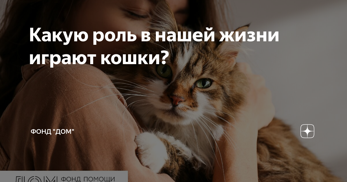 Кошки в жизни человека: какую роль они играют?