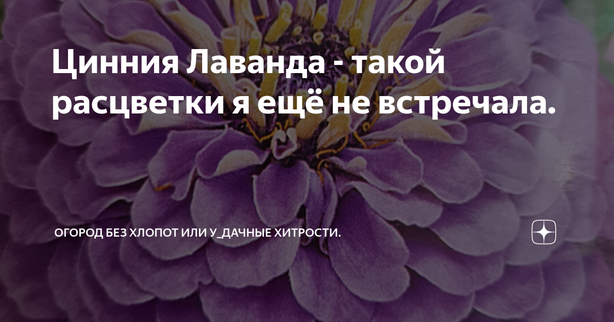 Цинния Лаванда - такой расцветки я ещё не встречала. | "ОГОРОД БЕЗ ...