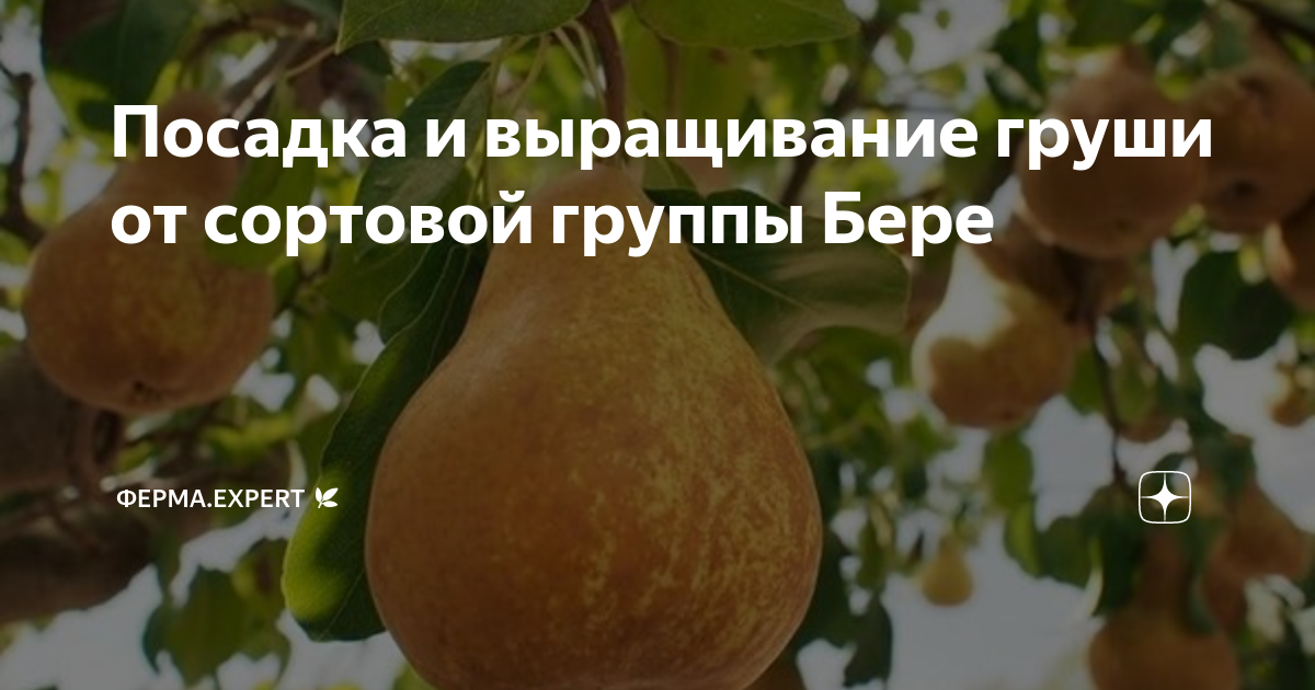 Подготовка к зиме и обеспечение успешной зимовки