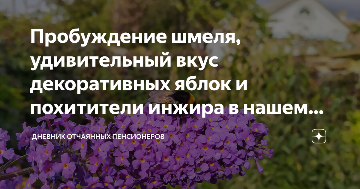 Дневник отчаянный пенсионеров читать. Дневник отчаянных пенсионеров последние. Отчаянные пенсионеры дзен. Дневник отчаянных пенсионеров старый Крым.