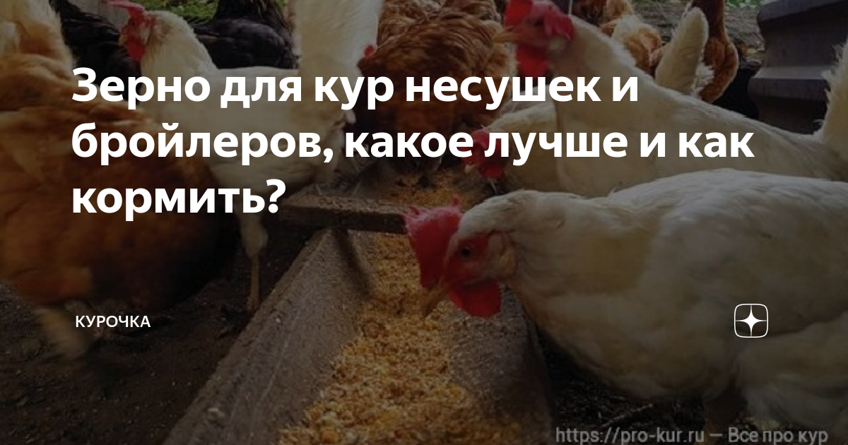 Зерно для кур несушек и бройлеров, какое лучше и как кормить? | Курочка ...