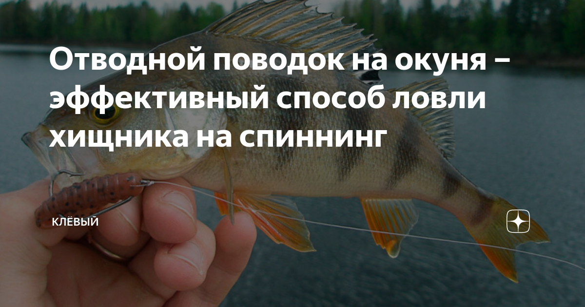 Отводной поводок на окуня – эффективный способ ловли хищника на ...