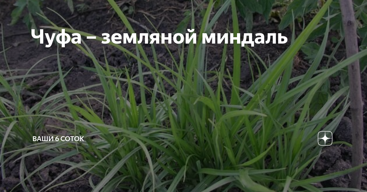 Чуфа – земляной миндаль | "Ваши 6 соток" с Андреем Тумановым | Дзен