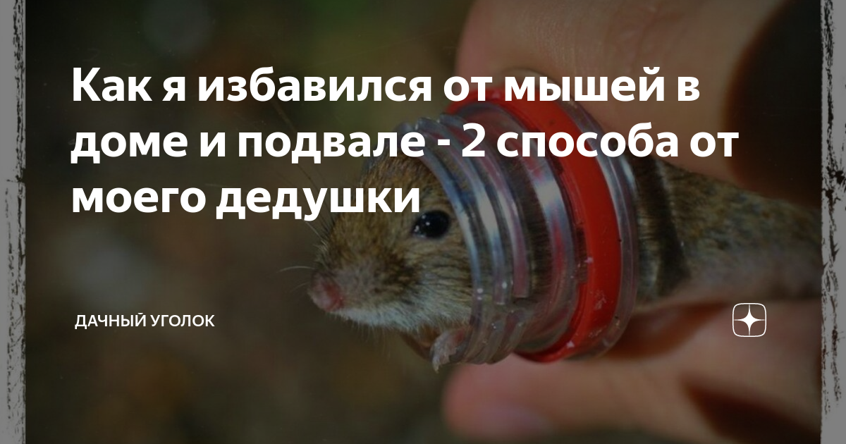 Как избавиться от мышей на чердаке дома. Сколько в день выводятся мышей.