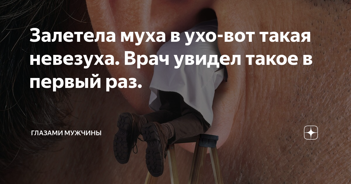 Насекомые которые залезают в уши. Комар залетел в ухо. Сережка в виде мухи. Могут ли мухи залететь в ухо. Комар залетел в ухо.