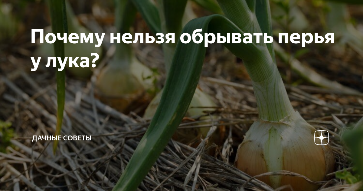 Можно ли на луке обрывать перья Можно ли на луке обрывать перья