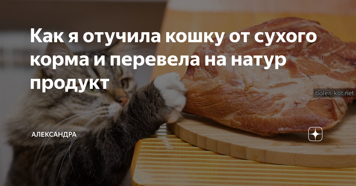 Котик кушает корм. Еда для кошек. Еда для котят. Наполнитель для лотка. Лоток для котят.
