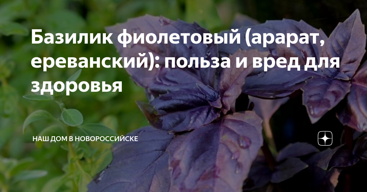 Базилик вред. Базилик фиолетовый польза и вред для здоровья. Чем полезен базилик для организма человека фиолетовый. Базилик фиолетовый Арарат. Базилик фиолетовый польза.