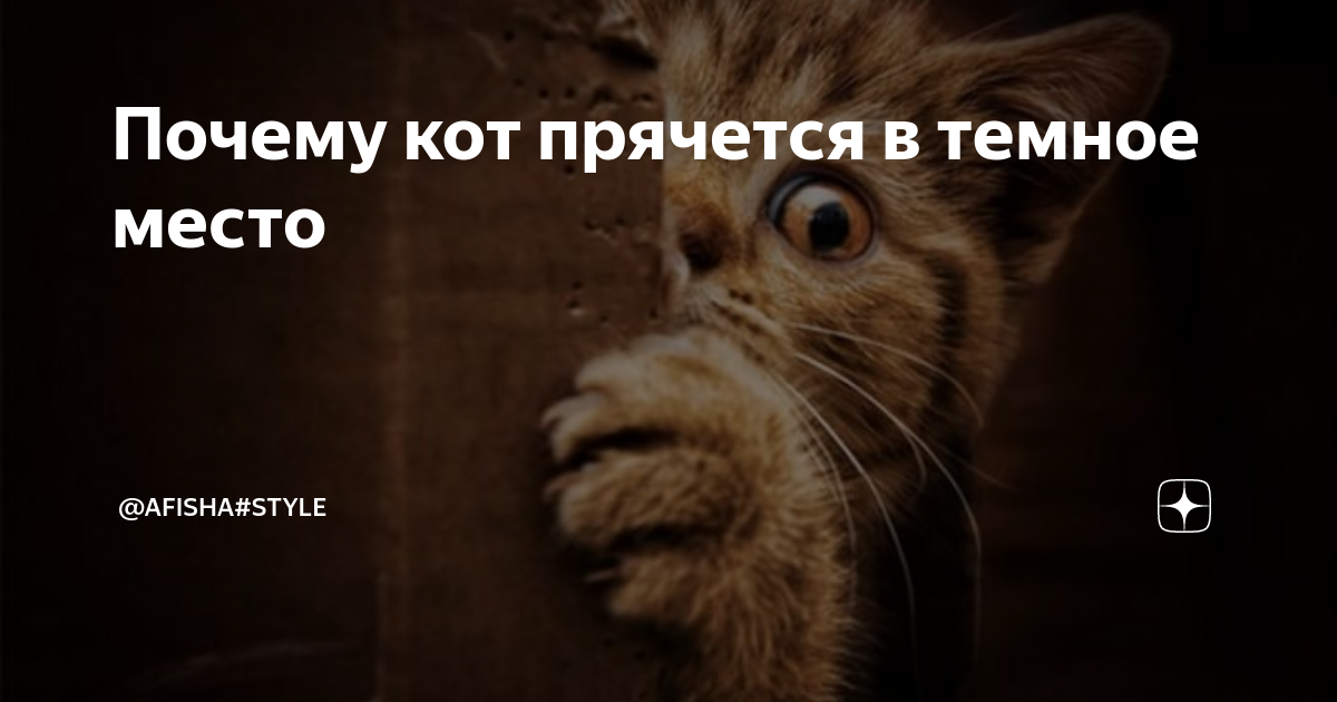 Котенок прячется в темное место. Кот стал прятаться в темные места что это. Котик под кроватью. Кот хочет вас убить. Кошка под диваном.