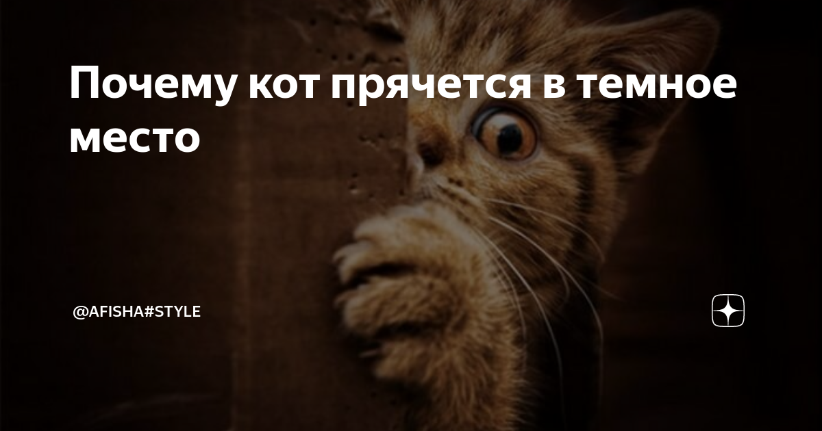 Кот прячется в темные