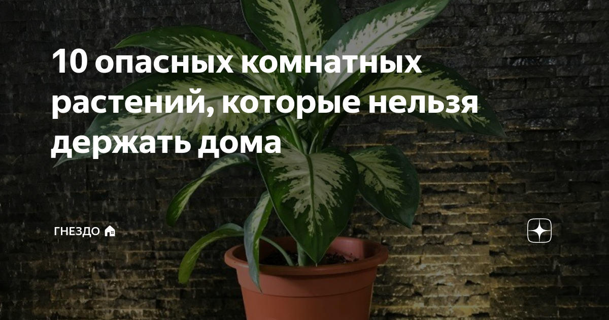 Картинки ЯДОВИТЫЕ КОМНАТНЫЕ ЦВЕТЫ ФОТО