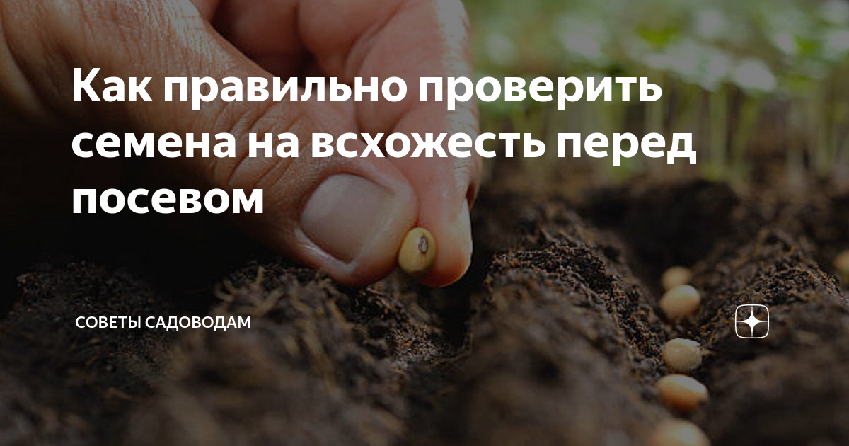 Как проверить семена на всхожесть. Как проверить семена на всхожесть в домашних условиях. Всхожесть семян. Проверка всхожести семян в домашних условиях. Проверка семян перца на всхожесть в воде.