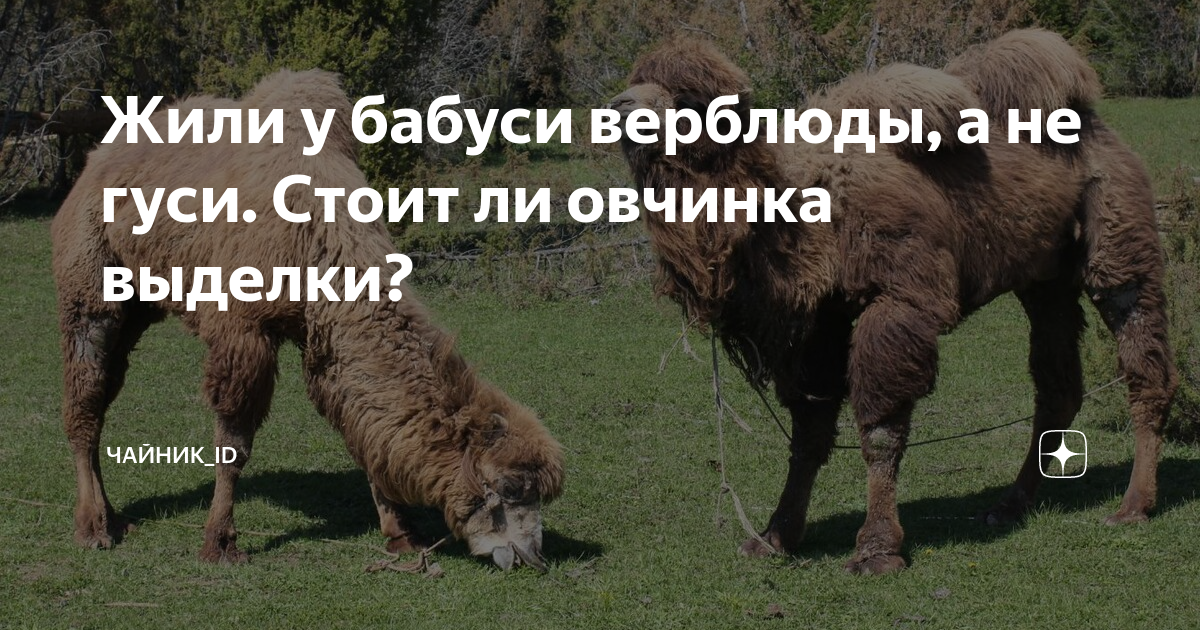 Жили у бабуси верблюды, а не гуси. Стоит ли овчинка выделки? | Чайник ...