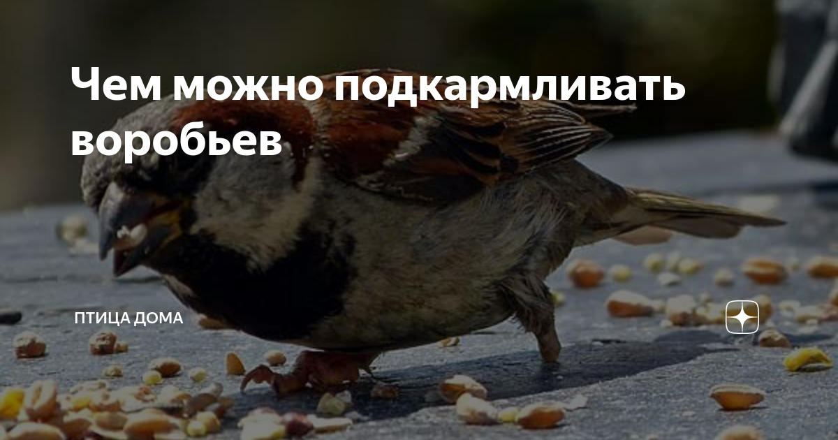 Чем можно подкармливать воробьев | Птица дома | Дзен