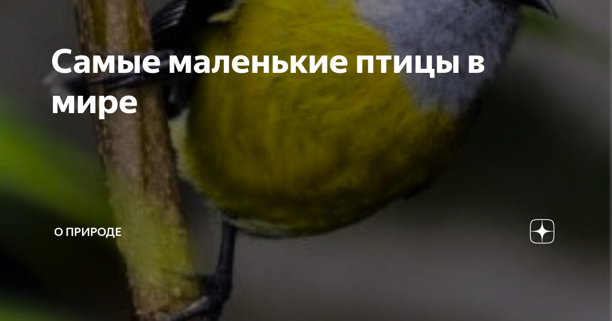 Подраздел 1.1: Тинейджеры небес