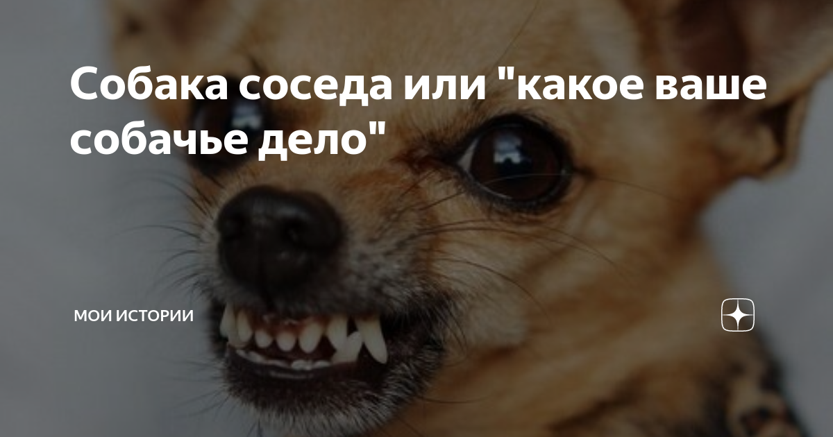 Сосед собачка