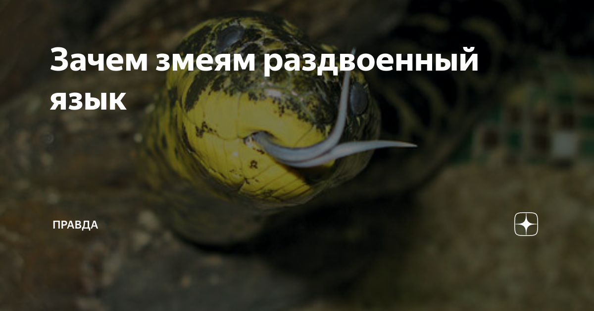 Язык правда. Зачем змеям раздвоенный язык. Раздвоенный змеиный язык