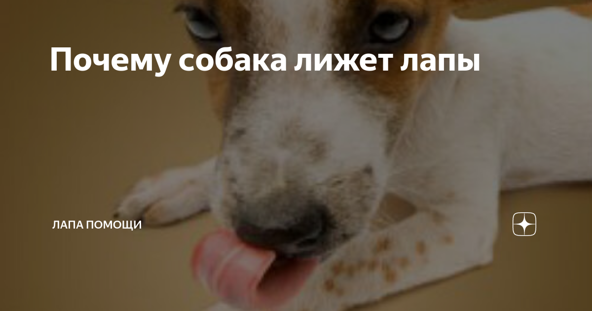 1. Проверьте питание и здоровье собаки