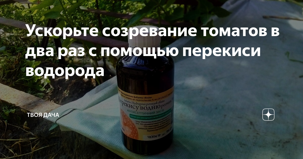 Можно ли замочить семена томатов перекисью водорода. Ускоритель созревания томатов. ОБМАЧИВАТЬ помидоры в перекиси водорода. Опрыскивание помидоров перекисью водорода по цветам. Период ожидания после обработки помидоров перекисью водорода-3.