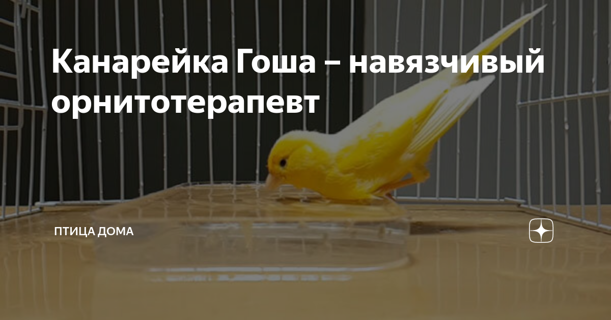 Песня молодая канарейка. Желтенькая канарейка улетела откуда куда. Можно ли научить канарейку говорить