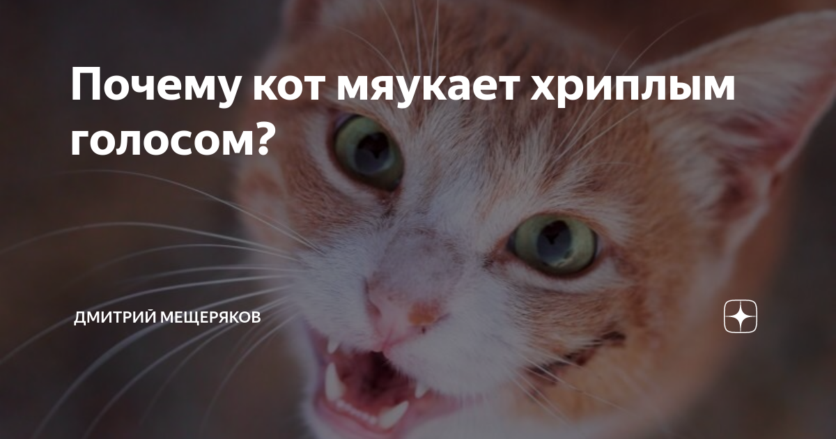 Молчащего кота. Почему котёнок мяукает без причины. Что значит если кошка мяукает без причины. Что делать если кот постоянно мяукает без причины.